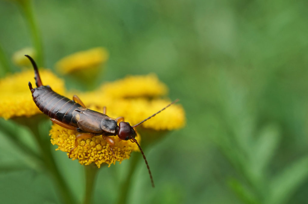 What's The Deal With Earwigs?