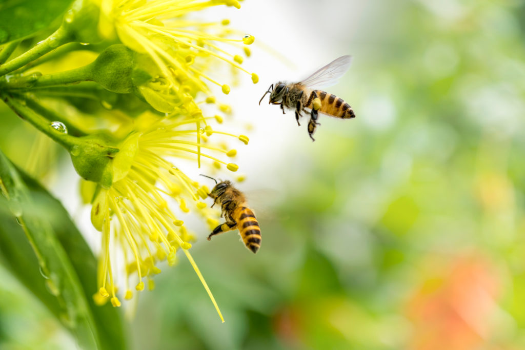 What’s the Buzz? How Honey Bees Communicate Green Pest Services