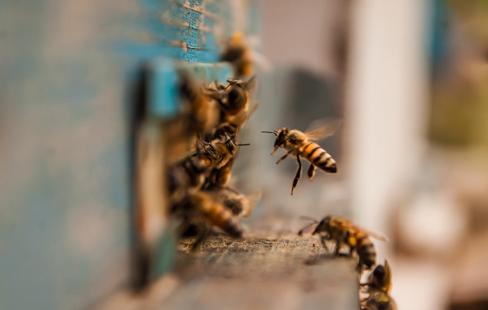 honey bees