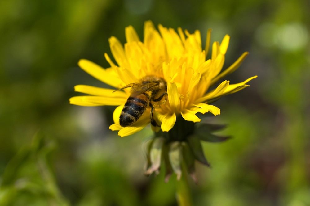 honey bee in flower