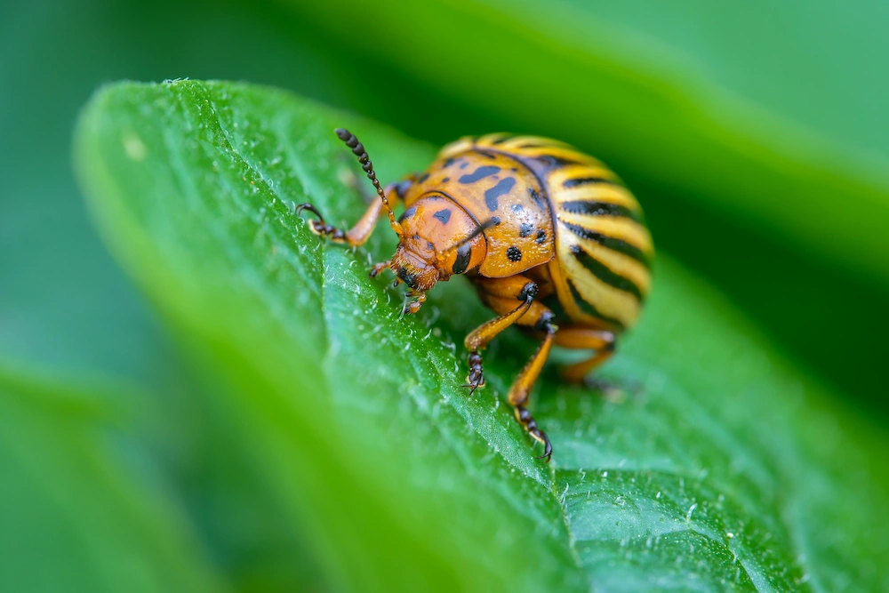 potato bugs