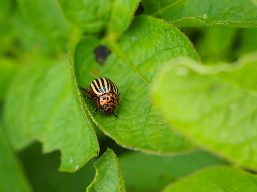 potato bugs