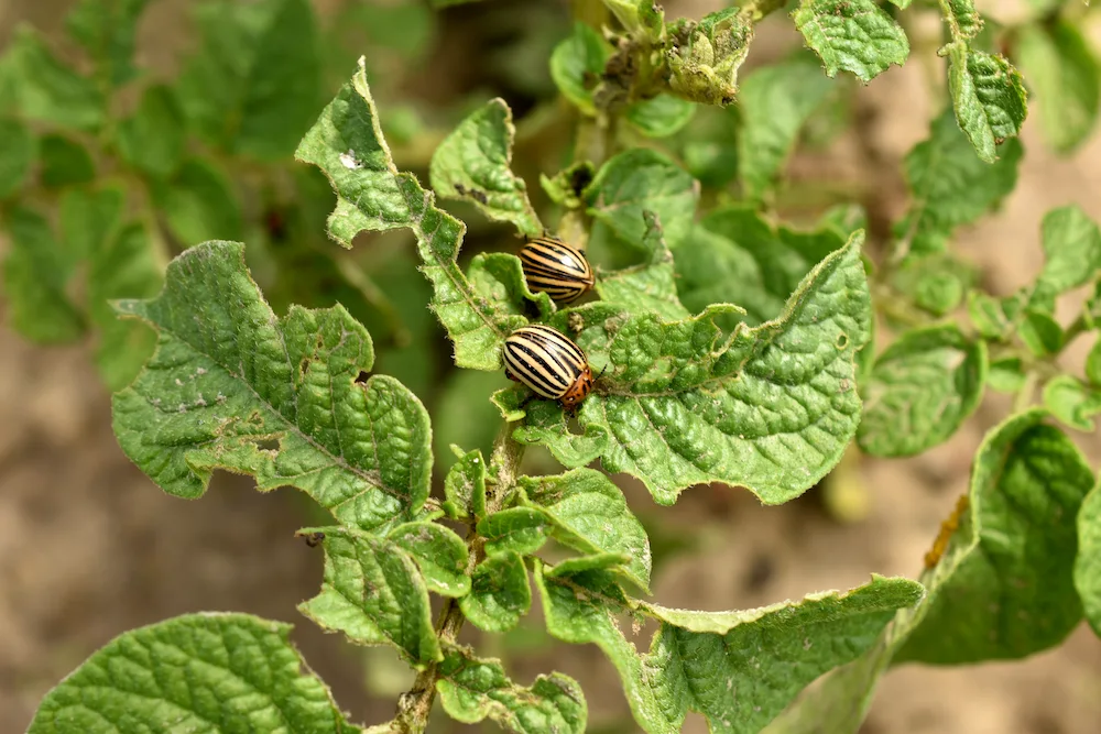 potato bugs