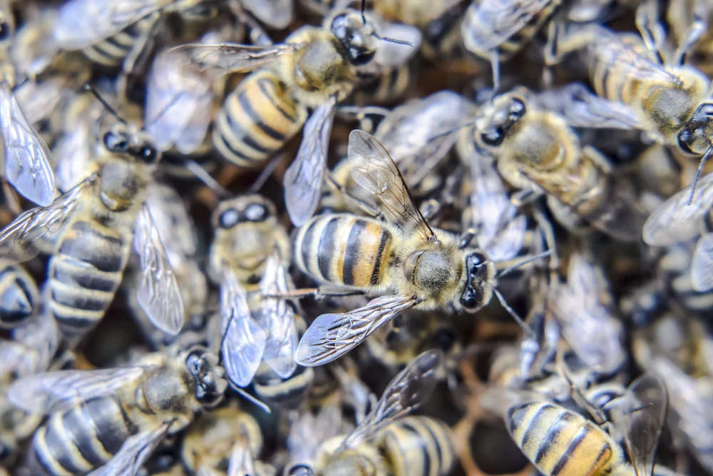 honey bees