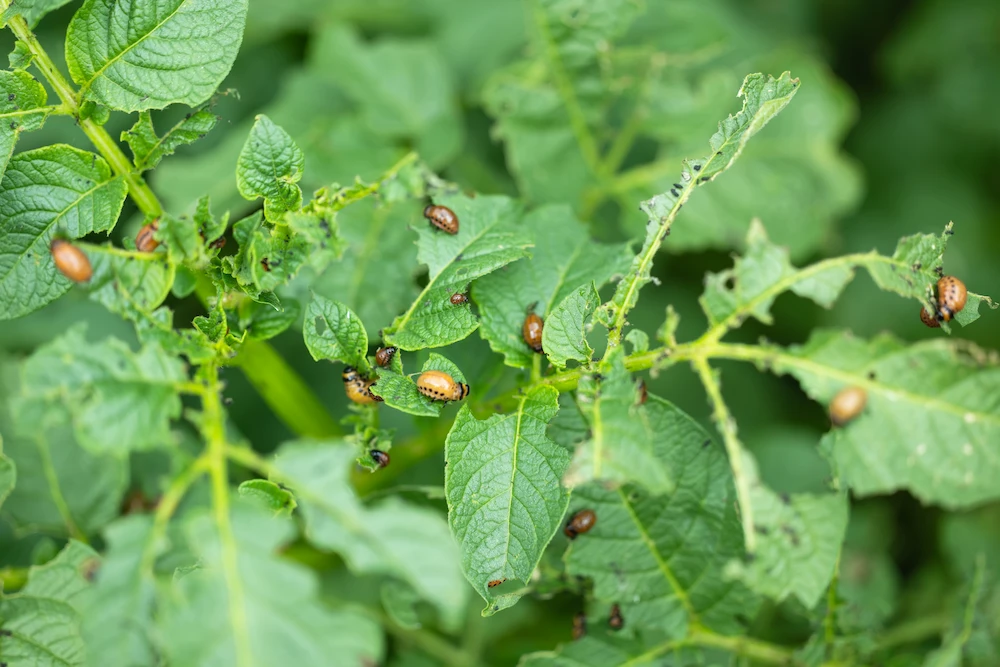 potato bugs