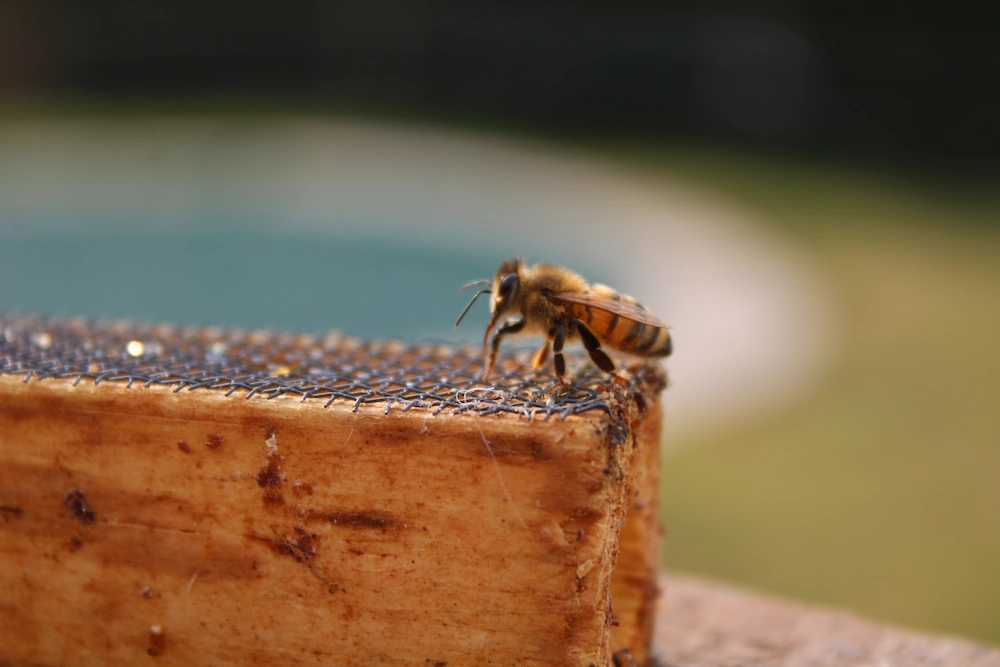 honey bees