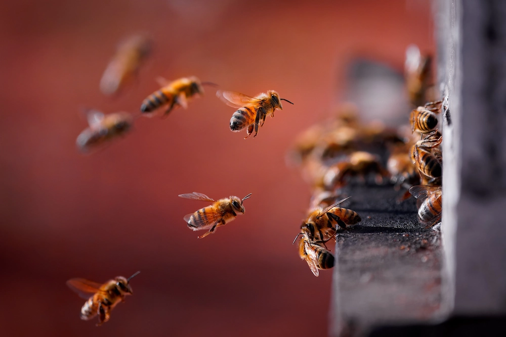 honey bees