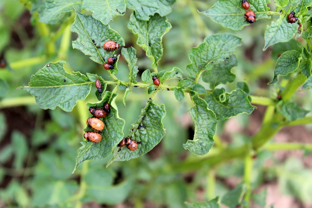potato bugs