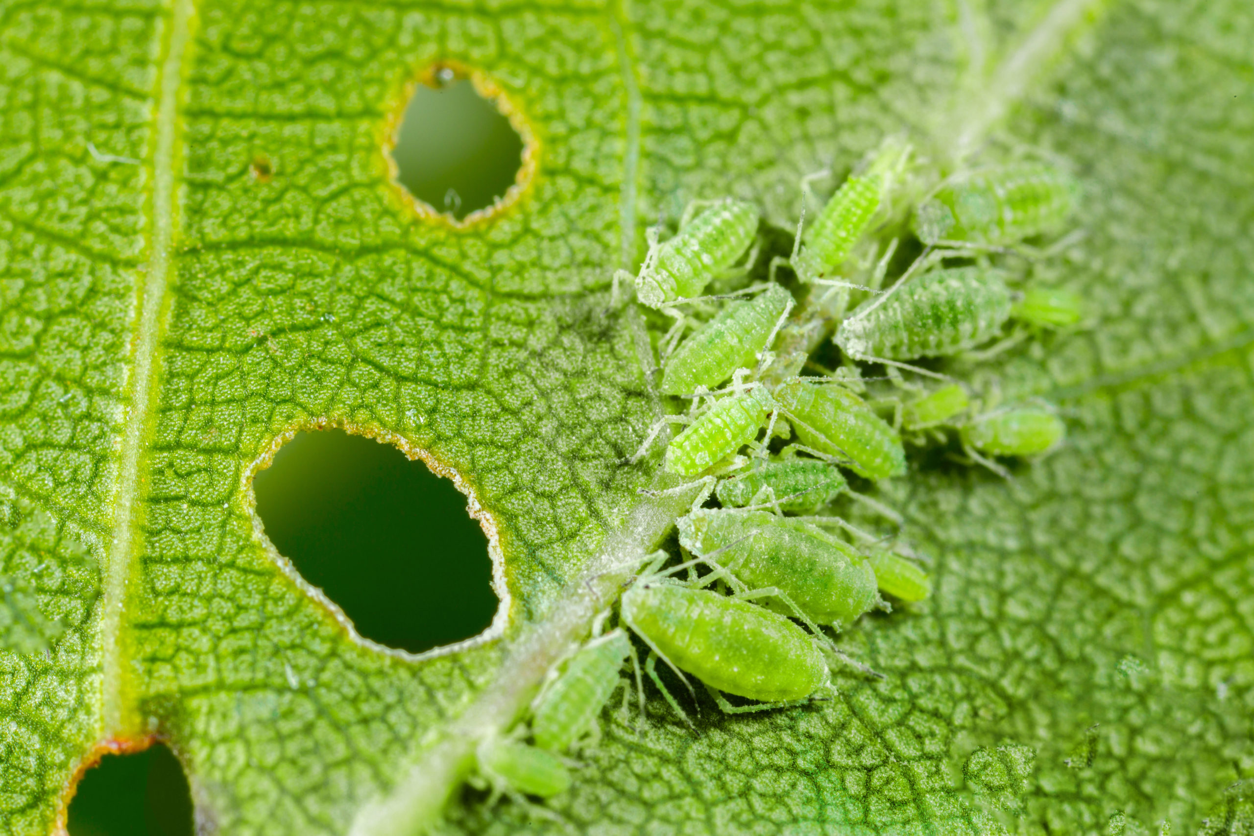 10 Pests with Cool Superpowers - Green Pest Services