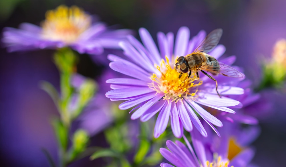 Bee on flower