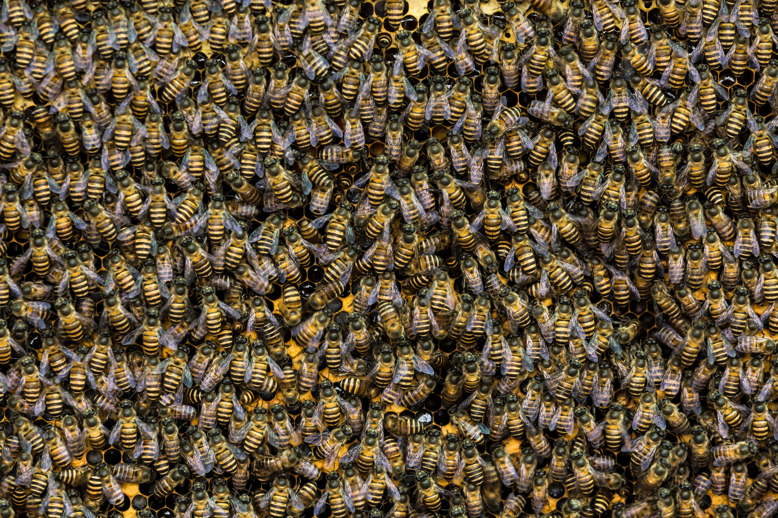 Чего боятся пчелы как от них избавиться. Пчелиный помёт.