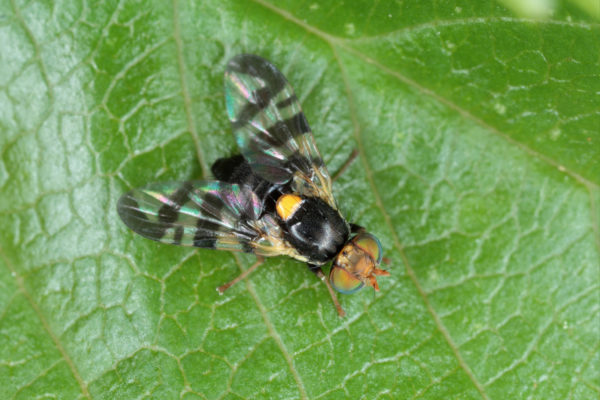 The Apple-Loving Pests of Fall