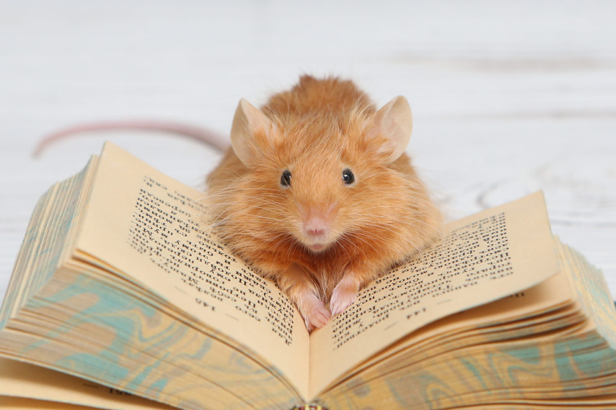 The Fascinating Facts and Fallacies of Rats in Ratatouille Part 2