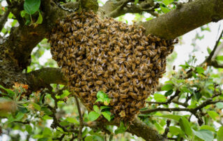 Bee swarm; bee guy; mlb