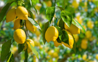 lemons on tree; lemon trees in sunlight