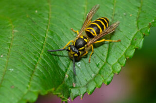 yellow jacket on leaf; yellow jackets