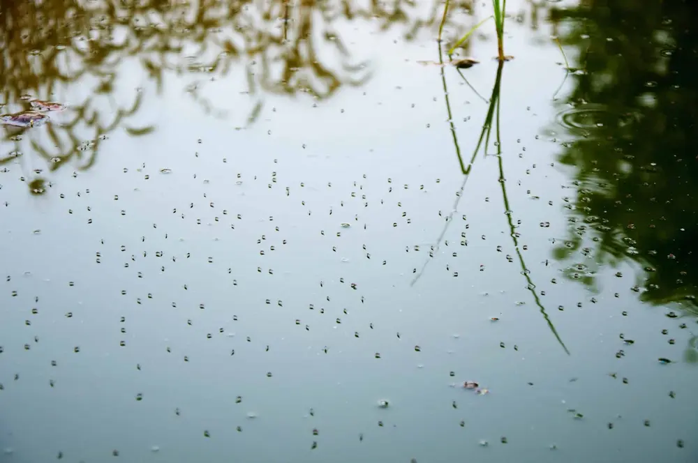 Stagnant water with mosquito larvae and eggs, highlighting the importance of draining stagnant water to prevent mosquito breeding.