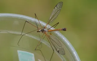 mosquito hawk; mosquito hawks