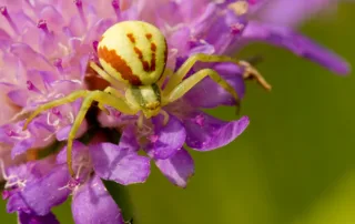 crab spider; compared to yellow sac spider