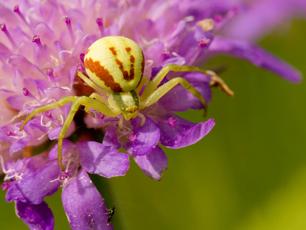 crab spider; compared to yellow sac spider