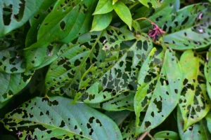 chewed leaves; tree pests
