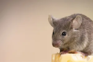 House mouse; house mice