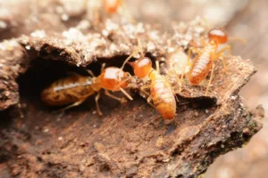 termite invasion