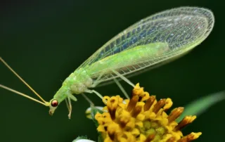Carnivorous pests