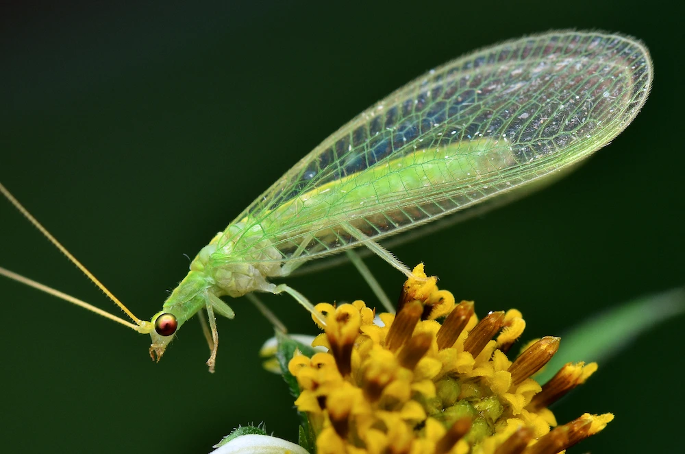Carnivorous pests