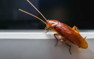 Roaches