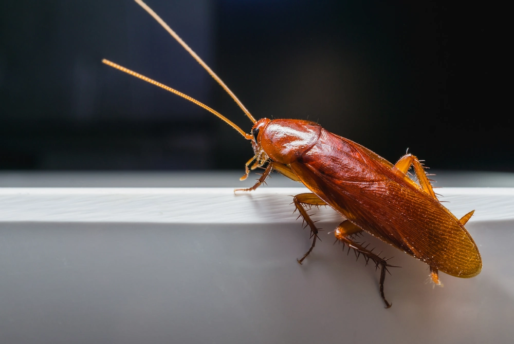 Roaches