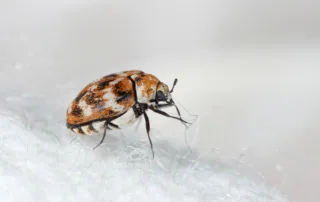 Carpet beetles
