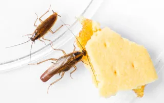 German cockroaches