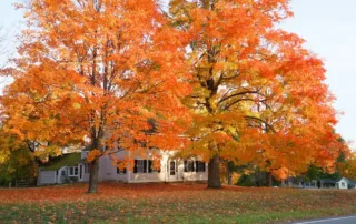 fall foliage