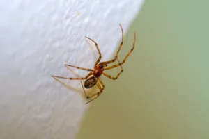 spider on wall; where do spiders hide