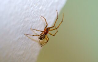 where do spiders hide; spider on the wall