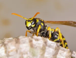 yellow jacket; scariest household pests