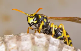 yellow jacket; scariest household pests