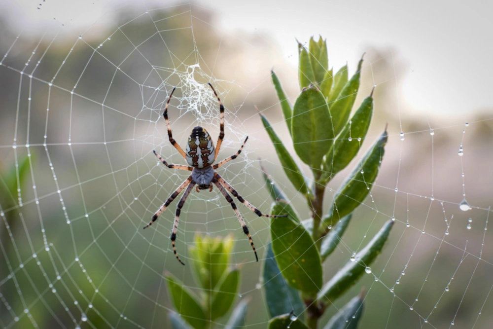 spider in web