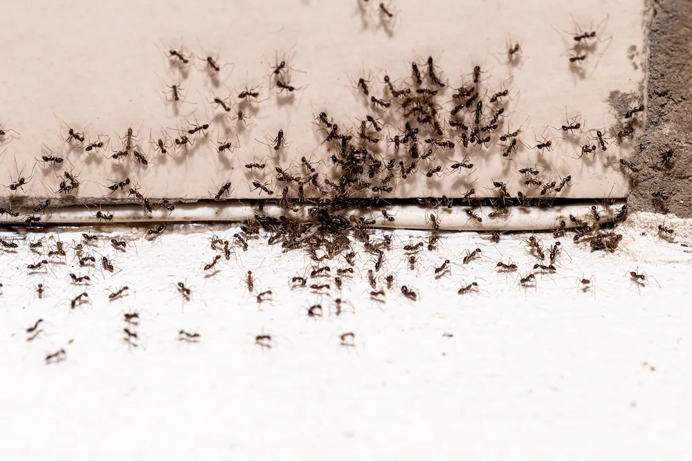 ants on wall and floor