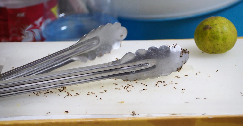 ants by kitchen sink
