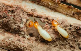 termites; winter termite activity
