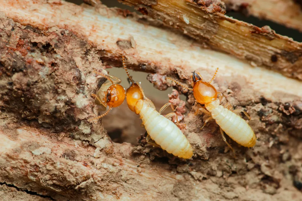 termites; winter termite activity