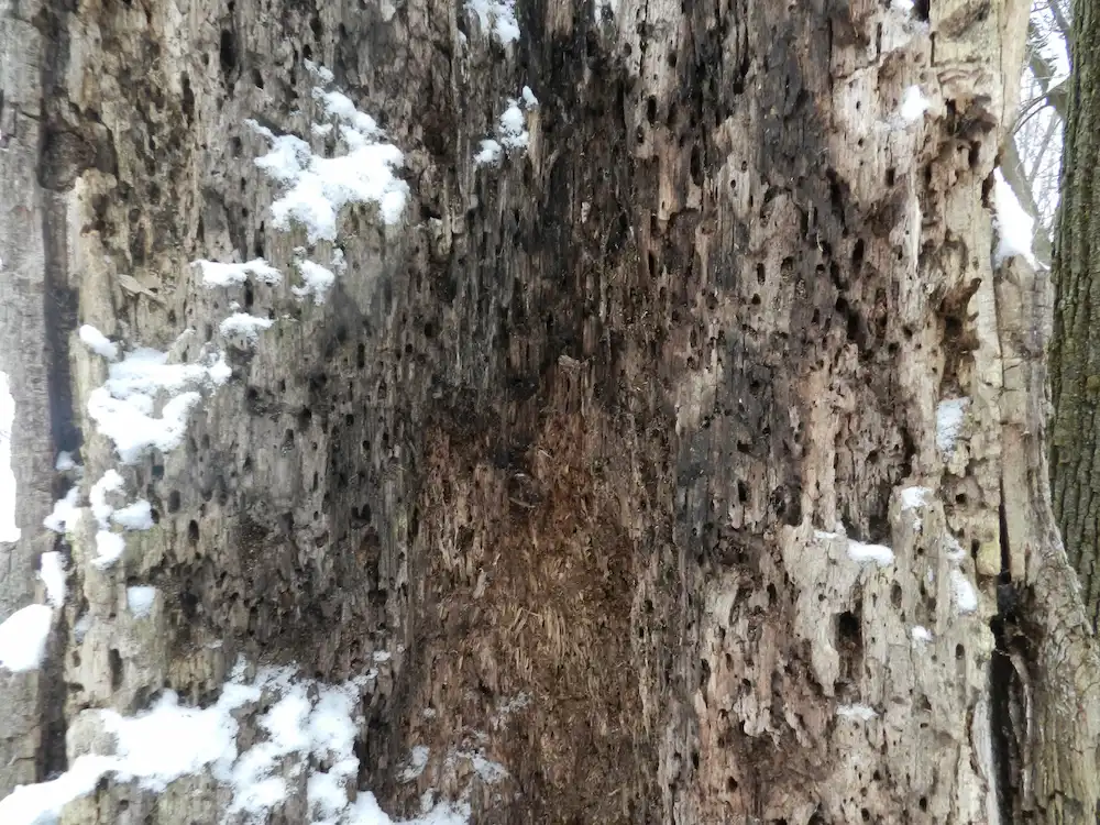 wood ruined by termites