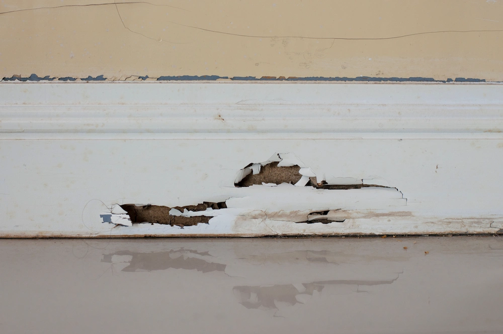 baseboard eaten by termites