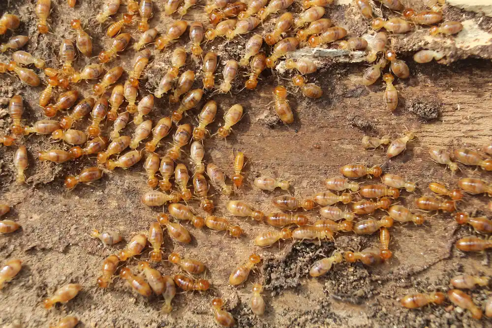 termite colony