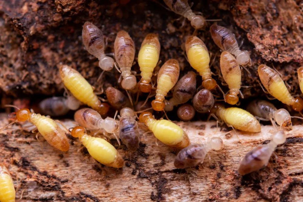 termites in wood