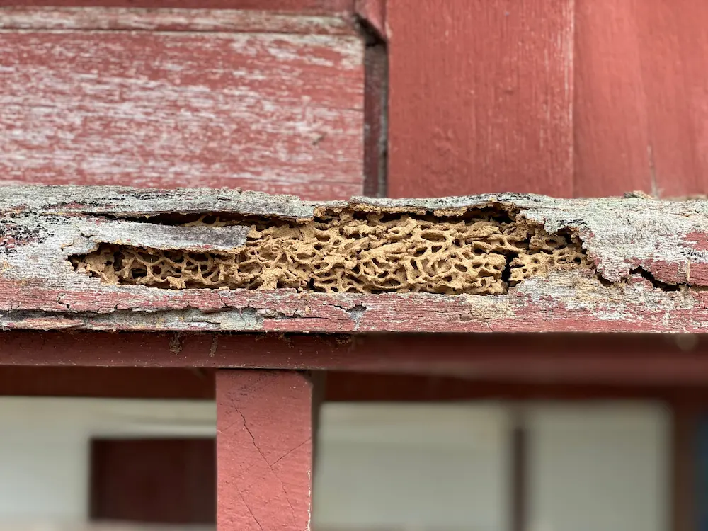 wood eaten by termites