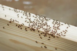 ants in winter; ants indoors