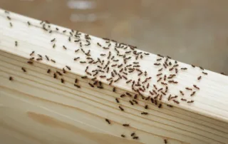 ants in winter; ants indoors